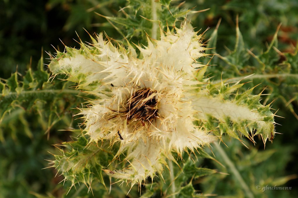 20090802_270_raw